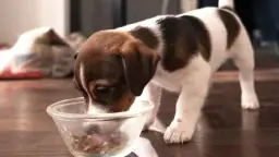 Żywienie 3-tygodniowych szczeniąt: jak karmić bezpiecznie?