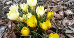 Wiersze o wiosennej łące: piękno natury i emocje w poezji