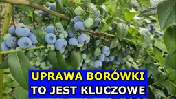 Jak uprawiać borówkę amerykańską i uniknąć najczęstszych błędów