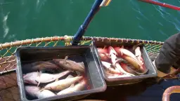 Kiedy można łowić dorsza na Bałtyku? Sprawdź zasady i terminy