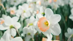 Pole pełne białych narcyzów z delikatnym, brzoskwiniowym środkiem. Wiosna w pełni, a te piękne narcyzy zachwycają.