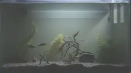 Dlaczego ryba leży na dnie akwarium? Odkryj przyczyny i rozwiązania