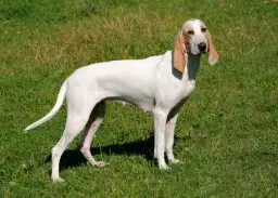 Pies porcelaine: elegancki francuski gończy o niezwykłym charakterze