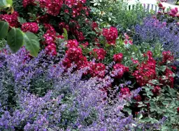 Kocimiętka kiedy kwitnie - poznaj sekrety jej długiego kwitnienia