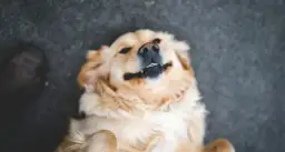 Kudłate psy do adopcji: jak wybrać i przygarnąć nowego przyjaciela