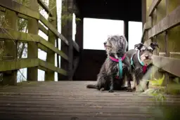 Rezerwat przyrody Olszyny Niezgodzkie - tajemnice unikalnej flory i fauny