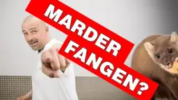 Womit Marder ködern: Die besten Köder für effektives Fangen