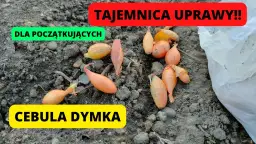 Cebula dymka kiedy sadzić do gruntu, aby uniknąć przymrozków