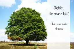 Od ilu lat dąb uznawany jest za wiekowy - poznaj cechy starych dębów