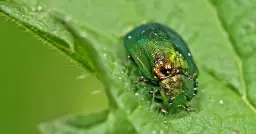 Plaga owadów: Jak skutecznie zwalczać i radzić sobie z problemem?