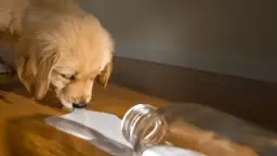 Czy pies może jeść nabiał? Bezpieczne produkty i objawy nietolerancji