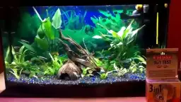 Skuteczne sposoby jak zmiękczyć wodę w akwarium: 5 sprawdzonych metod