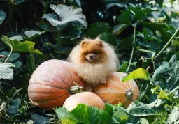 Czy pies może jeść dynię? Odkryj korzyści i zagrożenia dla zdrowia