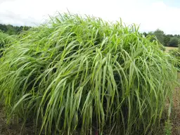 Dlaczego miskant nie kwitnie? Odkryj przyczyny i rozwiązania