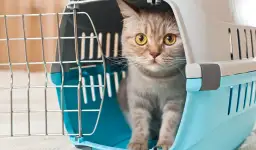 Jak zabrać dzikiego kota do weterynarza bez stresu i bólu