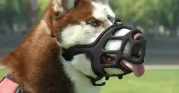 Jak dobrać kaganiec dla psa, by zapewnić mu komfort i bezpieczeństwo