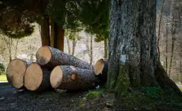 Wycinka drzew do kiedy? Sprawdź, aby uniknąć kar i problemów