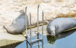 Foki nad Bałtykiem gdzie je zobaczyć? Najlepsze miejsca i porady