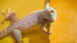 Czy gekony gryzą? Rzadkie ugryzienia i jak ich unikać