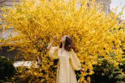 Kiedy sadzić forsycje do gruntu? Poznaj najlepszy termin i porady