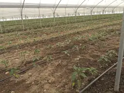 Jak uprawiać paprykę w tunelu - uniknij najczęstszych błędów