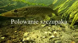 Połowy szczupaka w Polsce: alarmujący spadek i najlepsze techniki