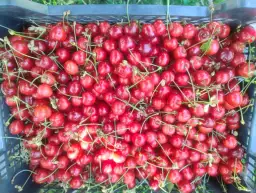 Sezon na czereśnie kiedy: poznaj daty i sekrety świeżych owoców