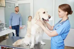 Weterynarz to lekarz, który dba o zdrowie zwierząt. Tutaj bada złotego retrievera, podczas gdy jego właściciele czekają.
