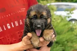 Jak karmić szczeniaka owczarka niemieckiego? Kompletny przewodnik