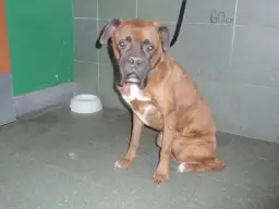 Boksery do adopcji: kompletny poradnik dla przyszłych opiekunów rasy