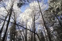 Rezerwat przyrody Puszcza Śnieżnej Białki - Odkryj jego tajemnice i piękno