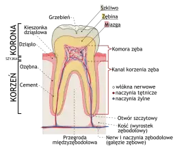 Jak wygląda korzeń zęba mlecznego? Odkryj jego tajemnice i znaczenie