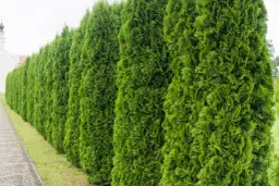 Gęsty żywopłot z zielonych tui Brabant wzdłuż ścieżki.