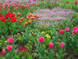 Jak uprawiać fioletowe tulipany? Poradnik sadzenia cebulek