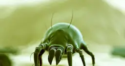 Jak skutecznie pozbyć się agencji towarzyskiej w bloku?