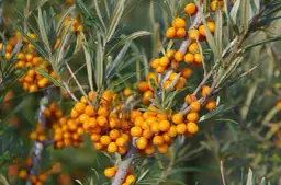 Kwitnienie rokitnika: jak rozpoznać, kiedy i dlaczego nie kwitnie?