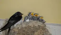 Czy jaskółki naprawdę przynoszą szczęście? Poznaj ich symbolikę i przesądy