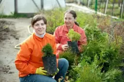 Jak sadzić tuje na żywopłot - unikaj błędów i osiągnij sukces