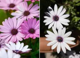 Różowe i białe stokrotki, idealne do słonecznych miejsc. Dowiedz się, gdzie sadzić stokrotki, by pięknie kwitły.