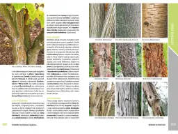 Wybór drzew na osiedle: praktyczny przewodnik i polecane gatunki