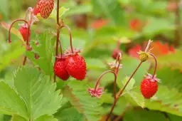 Kiedy sadzić poziomki do gruntu? Najlepszy termin i porady