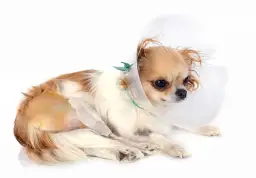 Jakie są objawy i leczenie ropnia u psa? Przyczyny i terapia