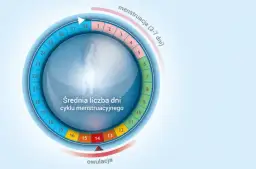 Owulacja: Kiedy wypada? Oblicz dni płodne i poznaj sygnały ciała