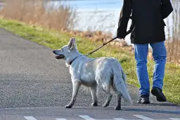 Smycz dla psa ciągnącego: Jaki wybrać? Poradnik eksperta