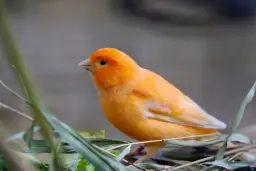 Jak hodować kanarki: proste sposoby na zdrowe i szczęśliwe ptaki