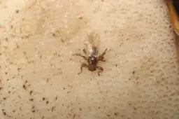 Czy kleszcze latają? Odkryj prawdę o tych groźnych pasożytach