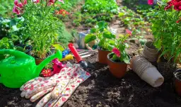 Co posadzić żeby zarobić? Najlepsze rośliny na małej działce