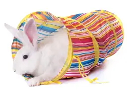 Jak zrobić plac zabaw dla królika, aby był bezpieczny i zabawny