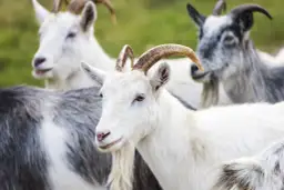 Hodowla kóz jak zacząć - uniknij najczęstszych błędów i kosztów