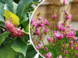 Owoc magnolii i jej kwitnące pędy. Czy gałązka magnolii się ukorzeni?